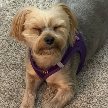 PetSmart - Dog with visibly irritated, swollen eyes after grooming and a poorly done, uneven haircut. - Pet Stores Near Me - Schererville, Indiana