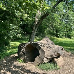 McConnell Springs - Tree stump
