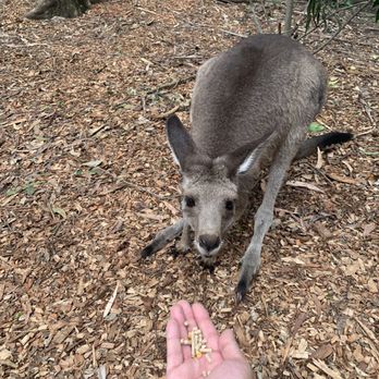 Australia Zoo - Roos - Zoos Near Me - Beerwah, QLD