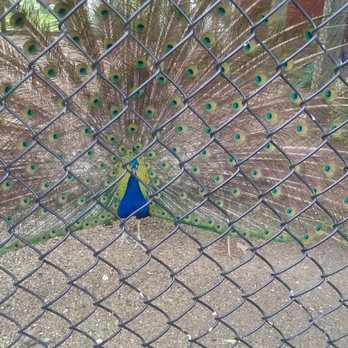 Forsyth Park Zoo - Putting on a show - Zoos Near Me - Kingston, New York