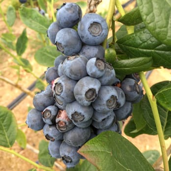 Hoffman Farm Store - Blueberries are huge! - Fruits & Veggies Near Me - Beaverton, Oregon Hoffman Farm Store - Blueberries are huge! - Fruits & Veggies Near Me - Beaverton, Oregon