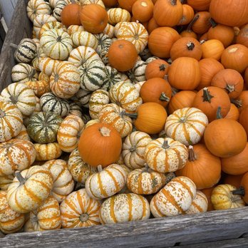 Weber's Peachberry Farm - a crate of pumpkins - Farms Near Me - Glen Arm, Maryland Weber's Peachberry Farm - a crate of pumpkins - Farms Near Me - Glen Arm, Maryland