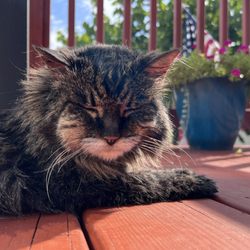 Arbutus Veterinary Hospital - Lynx, 20 yr old Tabby.
