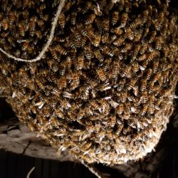Valkyrie wildlife - Bees in a clients front yard tree