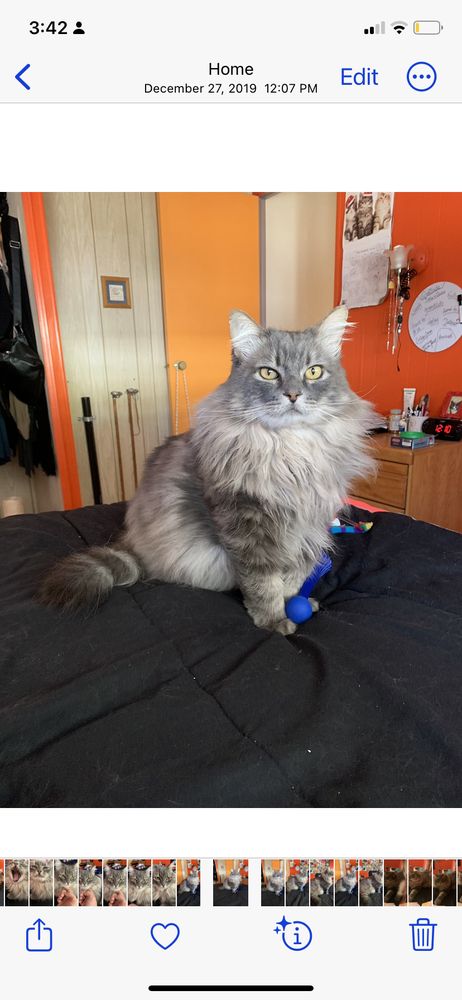 Wizard of Pawz 2