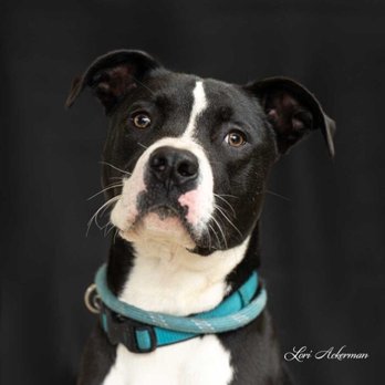 Newberg Animal Shelter - Newberg Animal Shelter (Yoshi) - Pet Adoption Near Me - Newberg, Oregon Newberg Animal Shelter - Newberg Animal Shelter (Yoshi) - Pet Adoption Near Me - Newberg, Oregon
