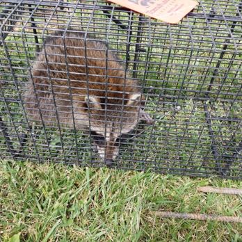 Complete Critter Control - Pest Control Near Me - Angola, Indiana Complete Critter Control - Pest Control Near Me - Angola, Indiana