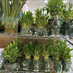 88 Ranch Marketplace - Good luck bamboo plants