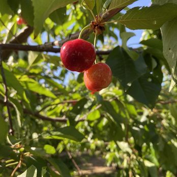 U Pick Orchards - Not quite ready cherries, but still beautiful - Pick Your Own Farms Near Me - Morgan Hill, California