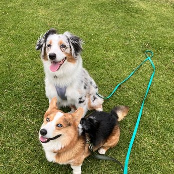 So Fetch Dog Training - Pet Training Near Me So Fetch Dog Training - Pet Training Near Me