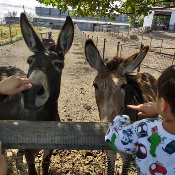 American Made Farm Sanctuary - A friendly donkey and a zonkey. - Petting Zoos Near Me - Petaluma, California