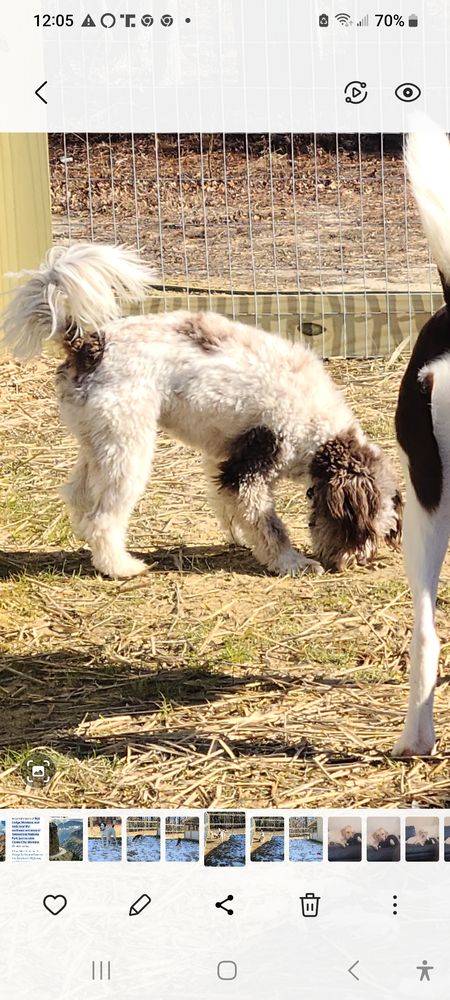 Coopers Country Retreat - pet boarding facility in Rawlings, VA