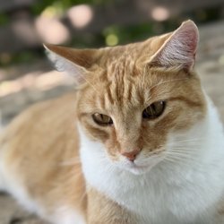 Slate Run Living Historical Farm - Orange kitty