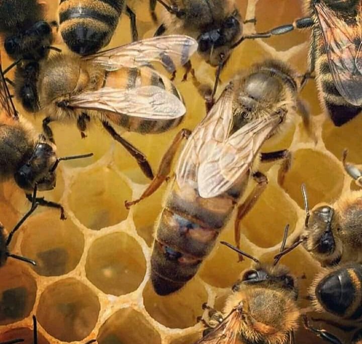 Brown's Bee Removal & Apiary - beekeeping in Whitney, TX