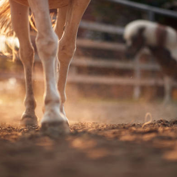 Running D - Horse Boarding Near Me - Norco, California Running D - Horse Boarding Near Me - Norco, California