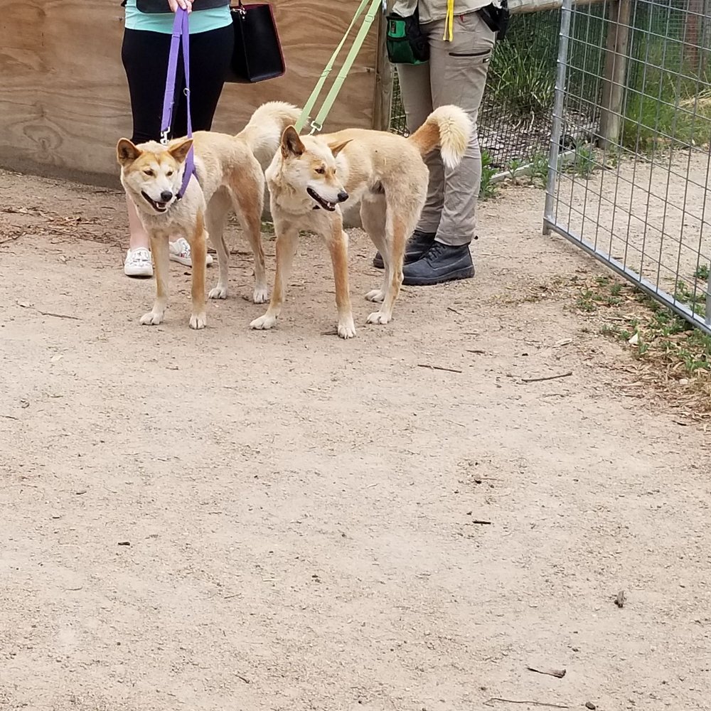 Moonlit Sanctuary - Dingoes - Zoos Near Me - Pearcedale, VIC Moonlit Sanctuary - Dingoes - Zoos Near Me - Pearcedale, VIC