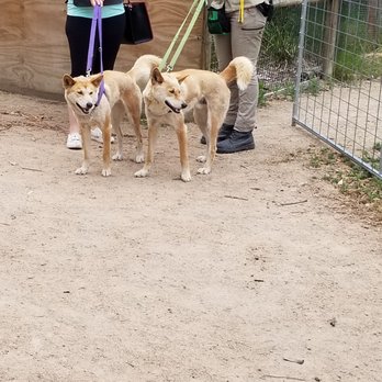 Moonlit Sanctuary - Dingoes - Zoos Near Me - Pearcedale, VIC