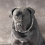 Photo of Karma K9