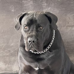 Karma K9