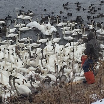 swan Park - Parks Near Me - Monticello, Minnesota swan Park - Parks Near Me - Monticello, Minnesota