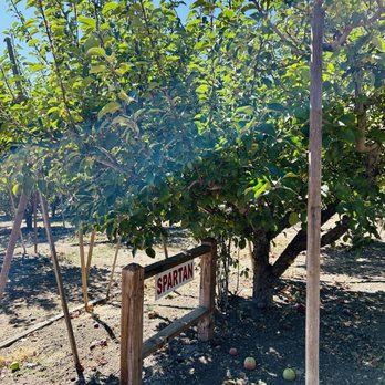 Rileys At Los Rios Rancho - 10/13/24 Different varieties of apples - Fruits & Veggies Near Me - Oak Glen, California