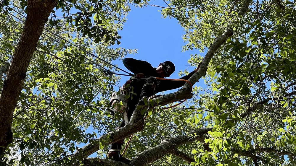 On Point Tree Service - tree service in Katy, TX
