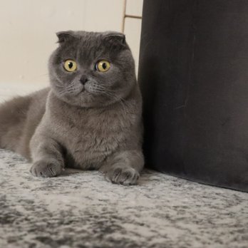 Soft Paws Cat Sitters - Pet Sitting Near Me - New York, New York Soft Paws Cat Sitters - Pet Sitting Near Me - New York, New York