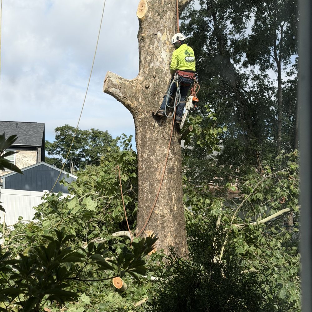 Alonzo Tree Service - Tree Services Near Me Alonzo Tree Service - Tree Services Near Me