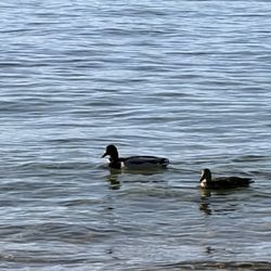 Lakeside Beach - Lots of ducks walking and swimming around