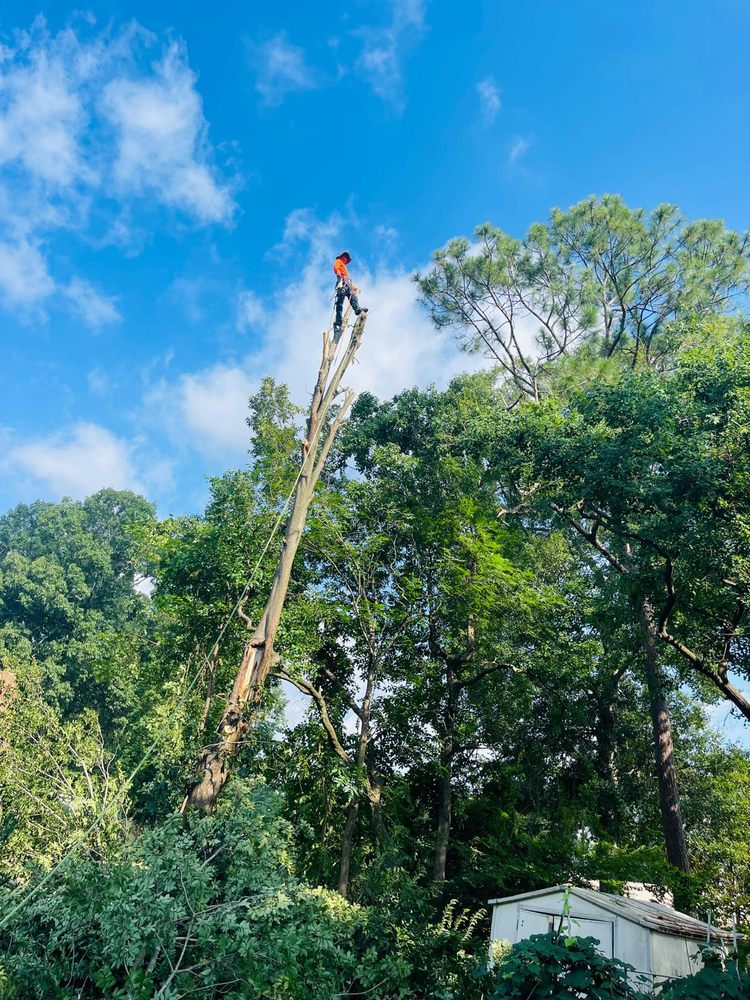 Slide of Funez Tree Service & More