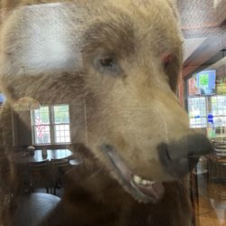 Kodiac bear