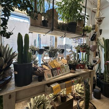 Sabo - Gorgeous plant shop - Home Decor Near Me - Santa Fe, New Mexico