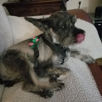 Anne Marie's Mobile Grooming - Pet Groomers Near Me Anne Marie's Mobile Grooming - Pet Groomers Near Me