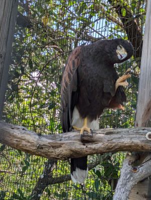 Wild Bird Sanctuary - Florida Keys Wild Bird Center by null