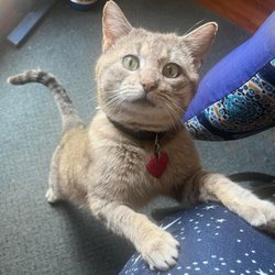 Davis Veterinarian Services - Hondo