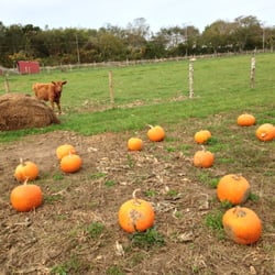 Carpenter's Farm