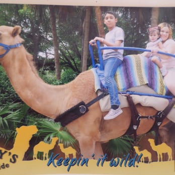 Zoo Miami - Camel ride souvenir pic. - Zoos Near Me - Miami, Florida Zoo Miami - Camel ride souvenir pic. - Zoos Near Me - Miami, Florida