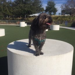 My pup likes to be king of the Tampa Dog Run. My pup likes to be king of the Tampa Dog Run.