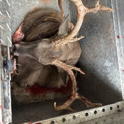What's N It Wild Game Processing - First bow kill for 2024 season