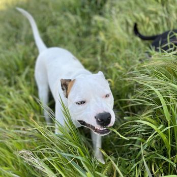 Golden Gate Good Boys - Roscoe daintily chomps his grass blades because Roscoe is our resident sensitive little shell collector. We love you Roski roo! - Dog Walkers Near Me Golden Gate Good Boys - Roscoe daintily chomps his grass blades because Roscoe is our resident sensitive little shell collector. We love you Roski roo! - Dog Walkers Near Me