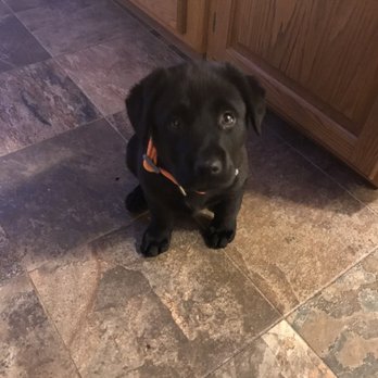 Mountain Veterinary Hospital - Smartest dog ever - Veterinarians Near Me - Bellingham, Washington Mountain Veterinary Hospital - Smartest dog ever - Veterinarians Near Me - Bellingham, Washington