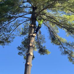 Francisco Tree Service - Tree climbing.