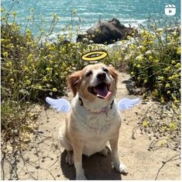 RIP to our beloved pup.