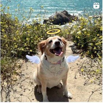 Golden Gate Veterinary Specialists - RIP to our beloved pup. - Veterinarians Near Me - San Rafael, California