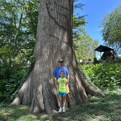 Krause Springs - Cyprus tree