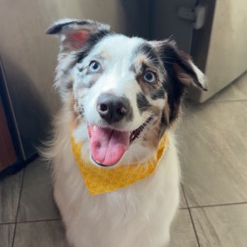 Plush Paws Pet Salon - Pet Groomers Near Me - Orlando, Florida Plush Paws Pet Salon - Pet Groomers Near Me - Orlando, Florida