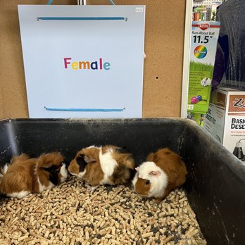 Pet Connection - Guinea Pigs - I fell in love with the one with the white head band! - Pet Stores Near Me - Gaffney, South Carolina