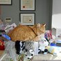 Photo of VCA Canada Landing Animal Clinic