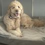 Photo of Noma Pet Services