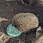 Oakvale Wildlife Park